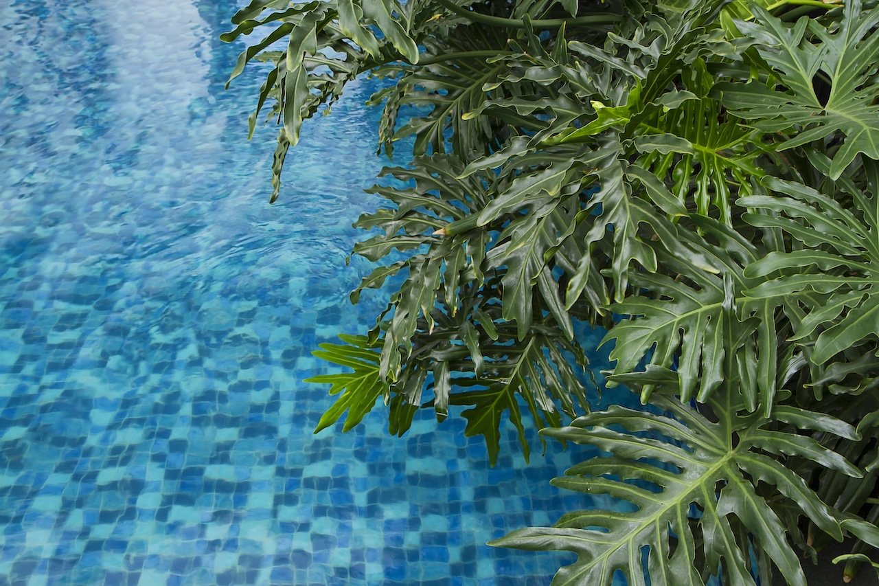 Home Page 9 green leaf monstera plant near pool